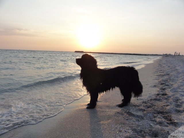 Фото: ньюфаундленд Ryesh (Рэш)