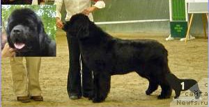 Фото: ньюфаундленд Ursinus Velutus You Too