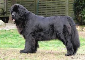 Фото: ньюфаундленд Tammy vom Trieberg