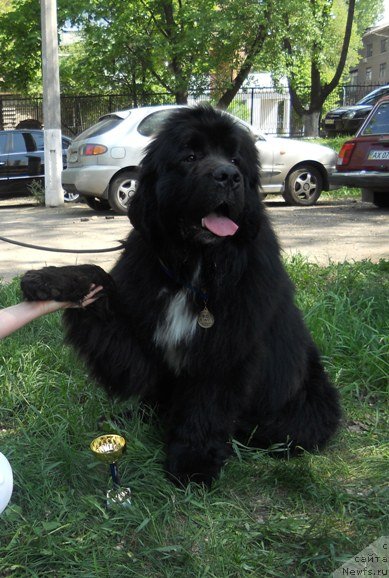 Фото: ньюфаундленд Vartimey Vialiki Miadzvedz