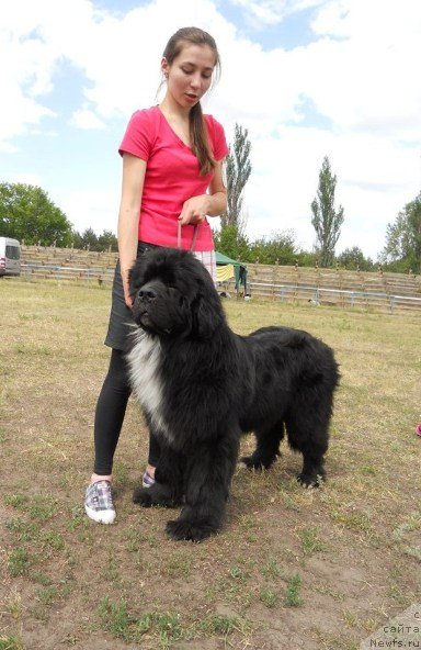 Фото: ньюфаундленд Vartimey Vialiki Miadzvedz