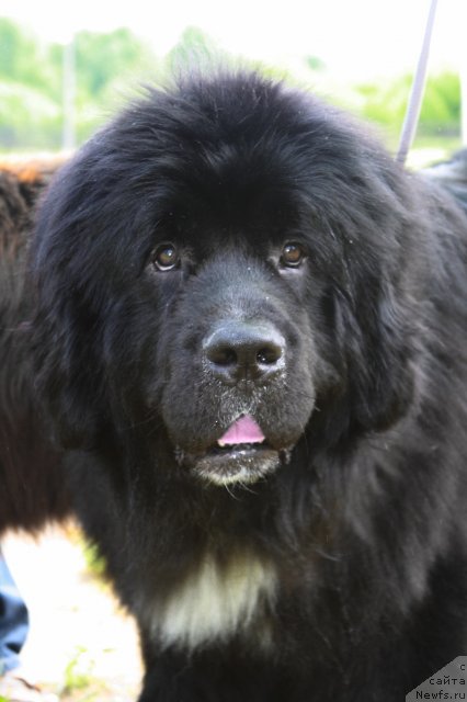 Фото: ньюфаундленд Vartimey Vialiki Miadzvedz