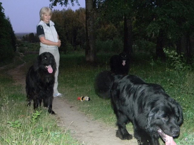 Фото: ньюфаундленд Aleksandriya Moya Radost' (Александрия Моя Радость), ньюфаундленд Nefertiti Krasavica Gryadet (Нефертити Красавица Грядет), ньюфаундленд Uil'yam Naslednik Trona (Уильям Наследник Трона), Ol'ga Budina (Ольга Будина)