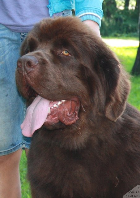 Фото: ньюфаундленд Aquatoriya Kelvin Royal Teddy Bear (Акватория Келвин Ройал Тедди Беар)