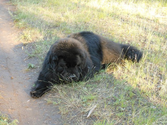 Фото: ньюфаундленд Vincent iz Medvejyego Yara (Винсент из Медвежьего Яра)