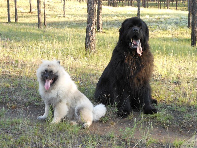 Фото: ньюфаундленд Vincent iz Medvejyego Yara (Винсент из Медвежьего Яра)