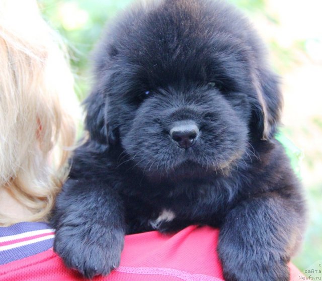 Фото: ньюфаундленд Beguschaya po Volnam Hasta la Vista (Бегущая по Волнам Хаста ла Виста)