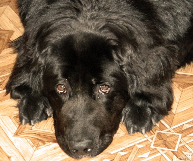 Фото: Jetem Fiona Armani