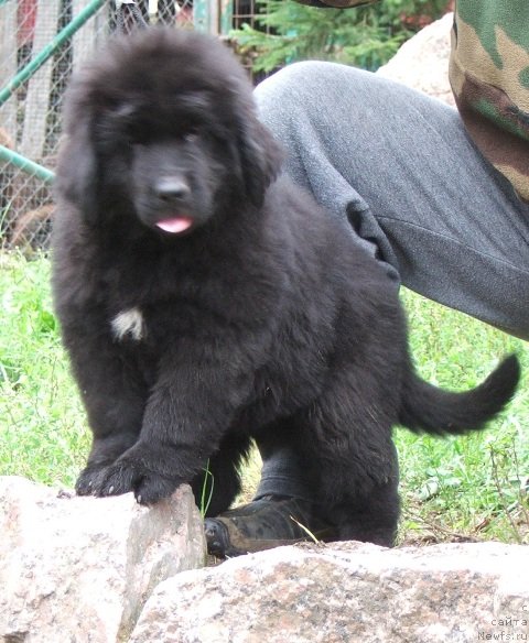 Фото: ньюфаундленд Plushevaya Panda Centaurus Onley fo Yu (Плюшевая Панда Центавр Онли фо Ю)