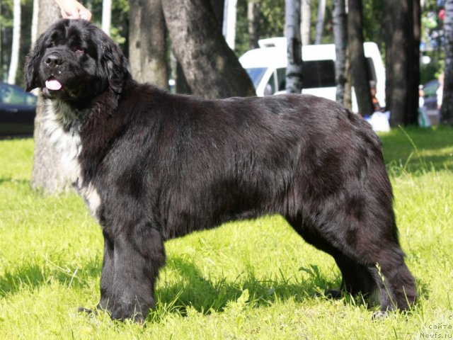 Фото: ньюфаундленд Piternyuf Enigma (Питерньюф Енигма)