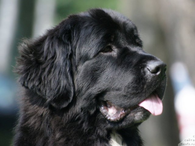 Фото: ньюфаундленд Piternyuf Enigma (Питерньюф Енигма)