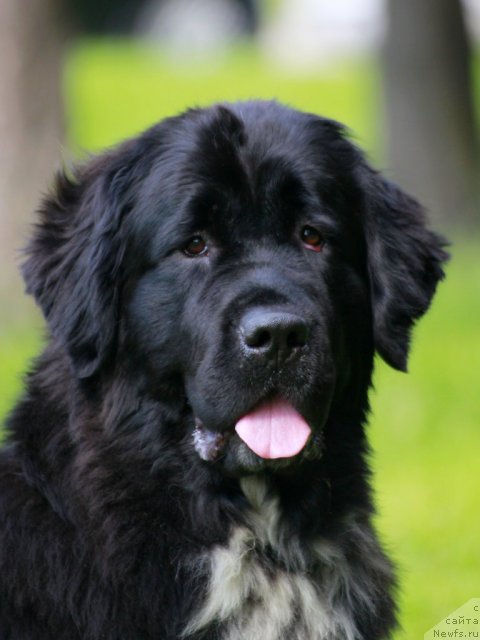 Фото: ньюфаундленд Piternyuf Enigma (Питерньюф Енигма)