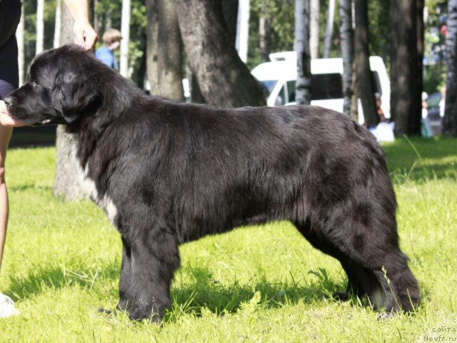 Фото: ньюфаундленд Piternyuf Enigma (Питерньюф Енигма)