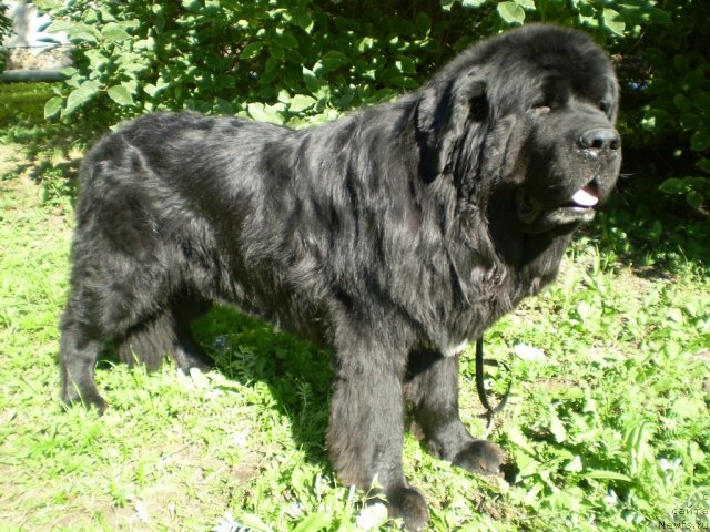 Фото: ньюфаундленд Super Bizon Armani (Супер Бизон Армани)