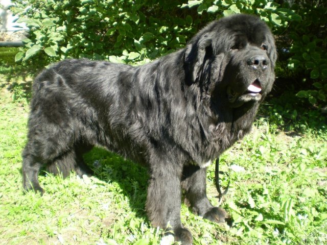 Фото: ньюфаундленд Super Bizon Armani (Супер Бизон Армани)