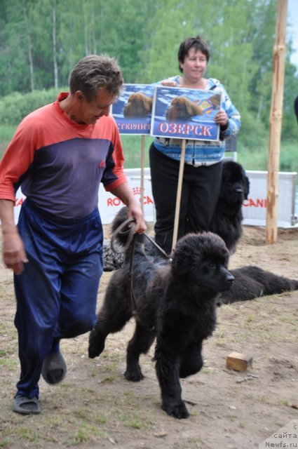 Фото: ньюфаундленд Akvatoriya Kelvin Ursula (Акватория Келвин Урсула), Vladimir Timofeev (Владимир Тимофеев)