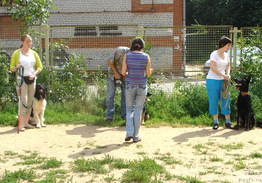 Фото: ньюфаундленд CHernyiy SHarm Vengriya (Черный Шарм Венгрия)