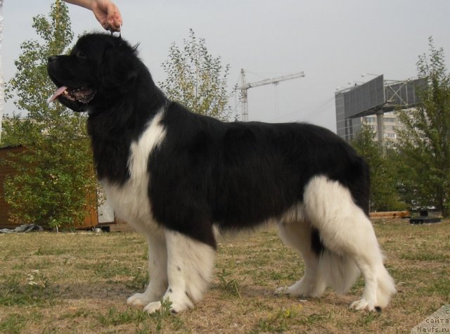 Фото: ньюфаундленд Super Premium Zippi Senseyshen (Супер Премиум Зиппи Сенсейшен)