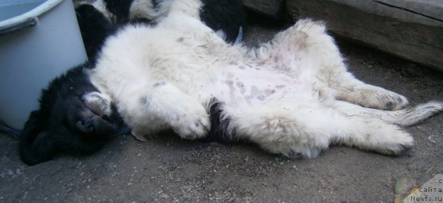 Фото: ньюфаундленд Carolina White-black Diadem Aqua Pearl