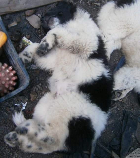 Фото: ньюфаундленд California Charming Flirt Aqua Pearl