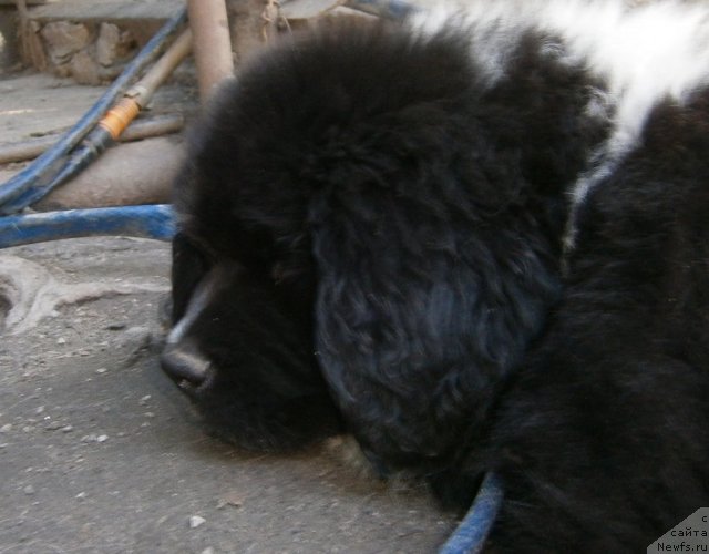 Фото: ньюфаундленд Canis Major Constellation Aqua Pearl