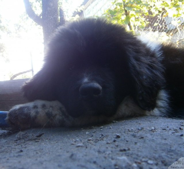 Фото: ньюфаундленд Canis Major Constellation Aqua Pearl