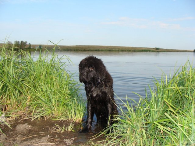Фото: ньюфаундленд Beguschaya po Volnam Center of Attraktion (Бегущая по Волнам Центер оф Аттрактион)