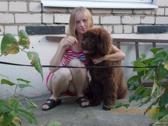 Фото: ньюфаундленд Hohotushka s Berega Dona (Хохотушка с Берега Дона)