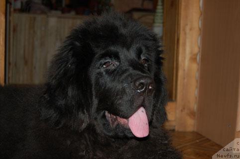 Фото: ньюфаундленд Sent Djons Orfey (Сент Джонс Орфей)