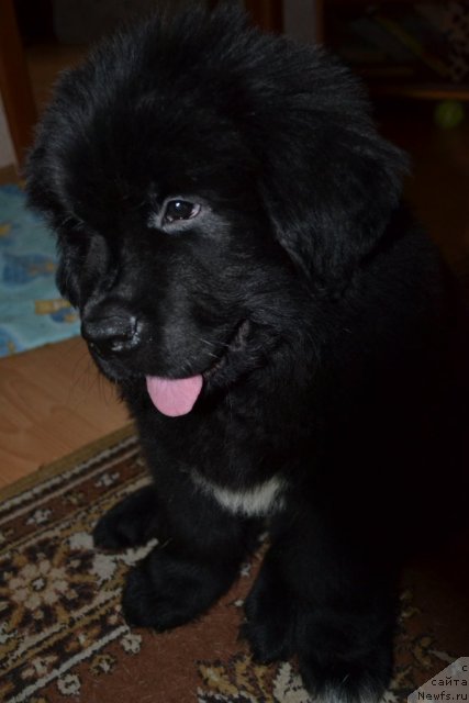 Фотография № 103653