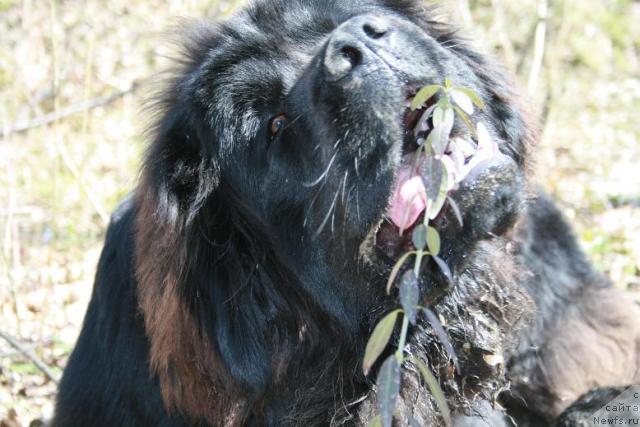 Фото: ньюфаундленд Potap Fidel' (Потап Фидель)