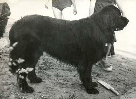 Фото: ньюфаундленд Jak (Жак)