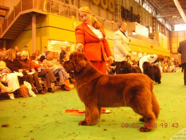 Фото: CH SHALOWSEAS BEAR NECESSITY JWBitch Owner: MRS S MORGAN