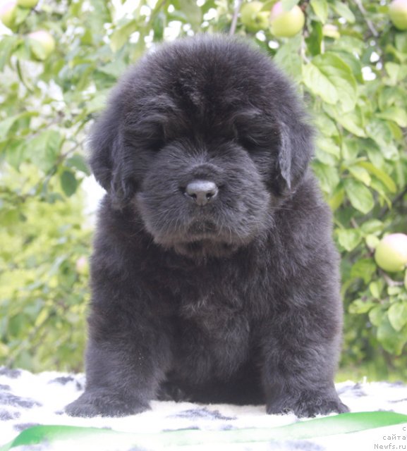 Фото: ньюфаундленд Beguschaya po Volnam Harizma (Бегущая по Волнам Харизма)