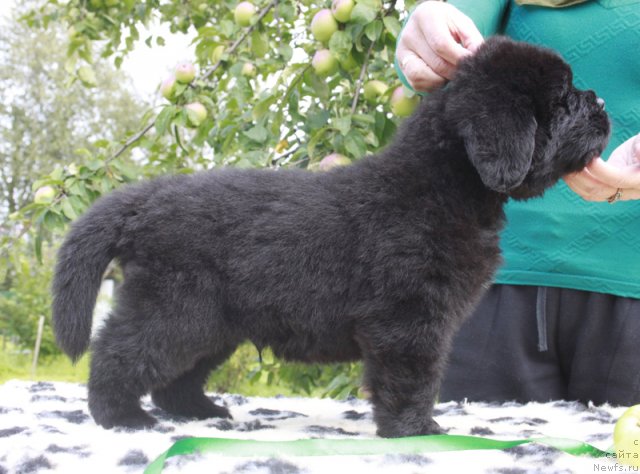 Фото: ньюфаундленд Beguschaya po Volnam Harizma (Бегущая по Волнам Харизма)