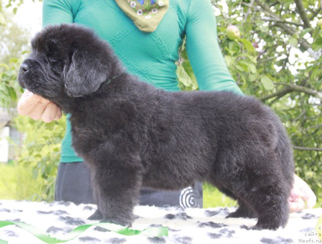 Фото: ньюфаундленд Beguschaya po Volnam Harizma (Бегущая по Волнам Харизма)