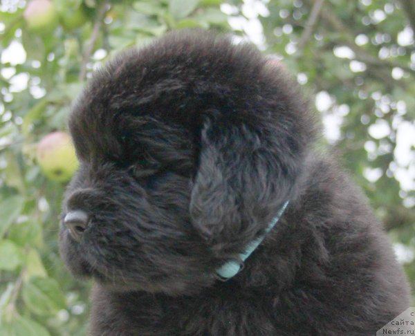 Фото: ньюфаундленд Beguschaya po Volnam Harizma (Бегущая по Волнам Харизма)