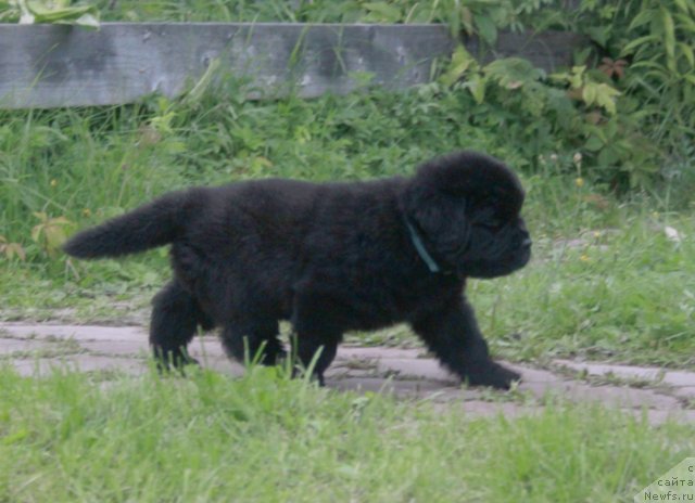 Фото: ньюфаундленд Beguschaya po Volnam Harizma (Бегущая по Волнам Харизма)