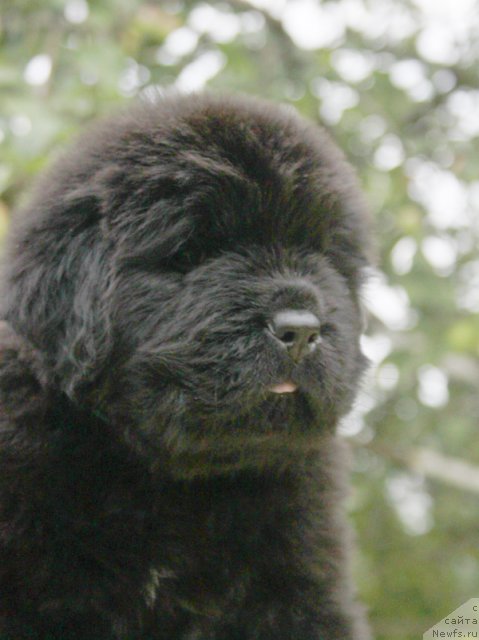 Фото: ньюфаундленд Beguschaya po Volnam Harizma (Бегущая по Волнам Харизма)