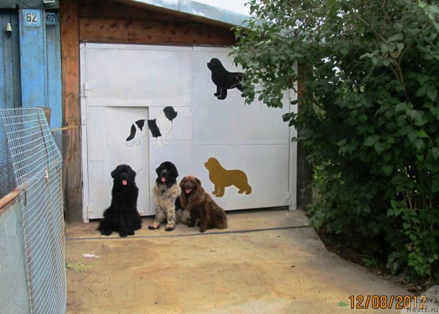 Фото: ньюфаундленд Ih Vyisochestvo Vladlena Madjiks (Их Высочество Владлена Маджикс), ньюфаундленд Super Bizon Ekaterinburg (Супер Бизон Екатеринбург), Дан