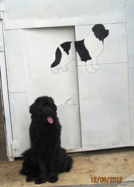 Фото: ньюфаундленд Ih Vyisochestvo Vladlena Madjiks (Их Высочество Владлена Маджикс)