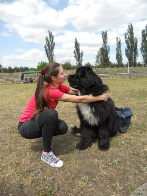 Фото: ньюфаундленд Vartimey Vialiki Miadzvedz