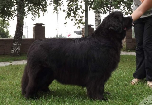 Фото: ньюфаундленд Riv'era ot Sibirskogo Medvedya (Ривьера от Сибирского Медведя)