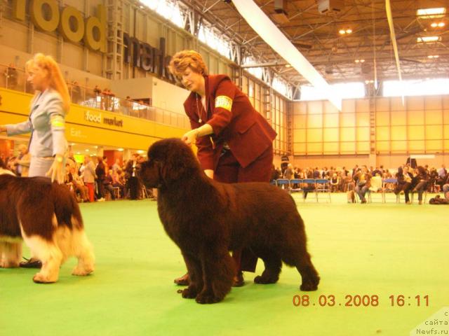 Фото: Collingtree Token Gift. Лучший щенок кобель