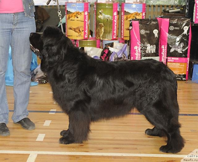 Фото: ньюфаундленд Riv'era ot Sibirskogo Medvedya (Ривьера от Сибирского Медведя)
