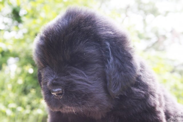 Фото: ньюфаундленд Beguschaya po Volnam Harizma (Бегущая по Волнам Харизма)
