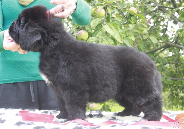 Фото: ньюфаундленд Beguschaya po Volnam Harizma (Бегущая по Волнам Харизма)