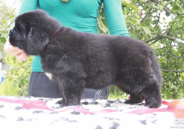 Фото: ньюфаундленд Beguschaya po Volnam Harizma (Бегущая по Волнам Харизма)