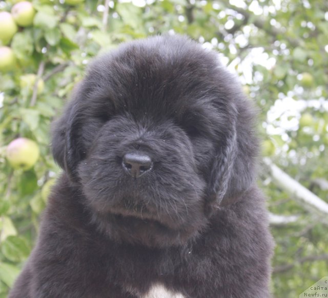 Фото: ньюфаундленд Beguschaya po Volnam Harizma (Бегущая по Волнам Харизма)