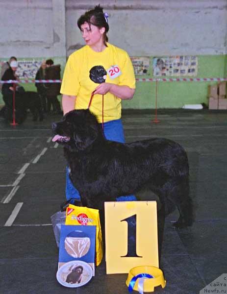 Фото: ньюфаундленд Plushevaya Panda Anabella Beautiful (Плюшевая Панда Анабелла Бьютифул)